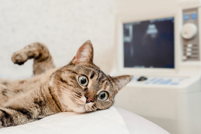 エコー台の上で寝ている猫