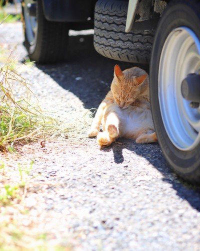 車の下で毛繕いをする猫