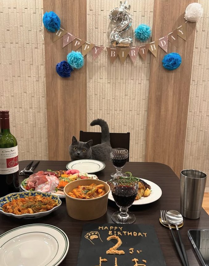 誕生日を祝われている猫