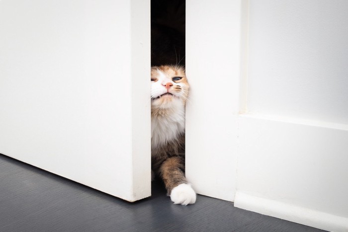 脱走する猫