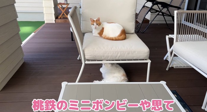 椅子の上の猫