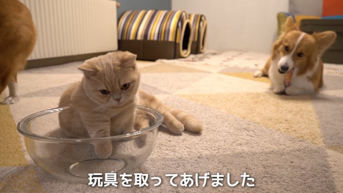ボウルに前足を入れる猫