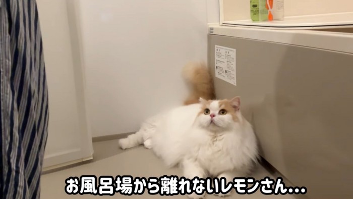 お風呂場に居座る猫