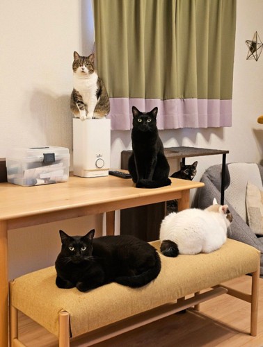 猫5匹