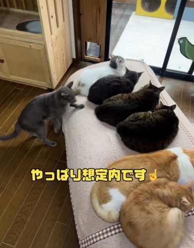 みんなのところへ向かうミア