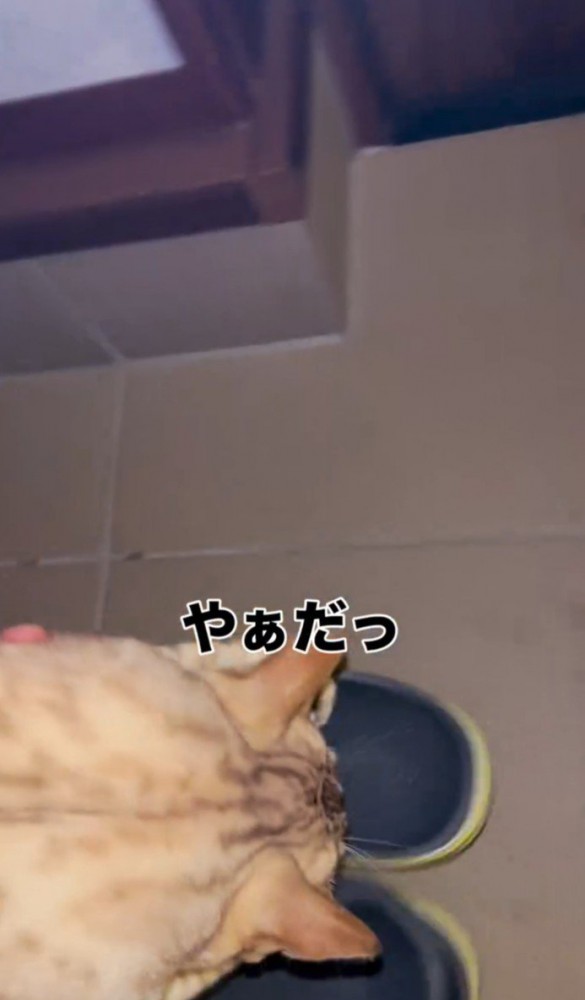 「やぁだっ」と書かれた写真