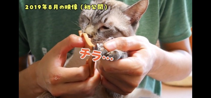 チラ見する猫