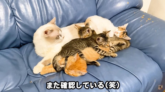 寄り添う猫たち