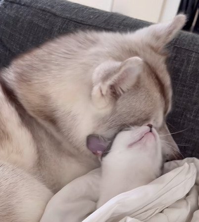 顔を上げる子猫