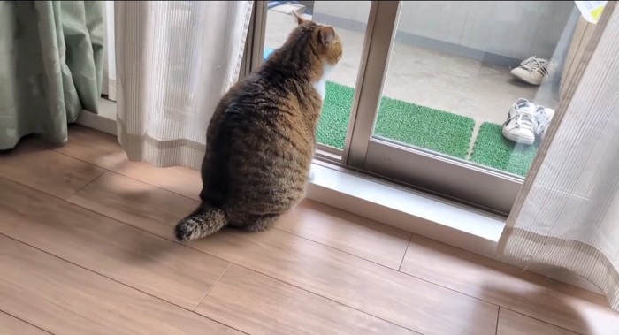 外を眺める猫