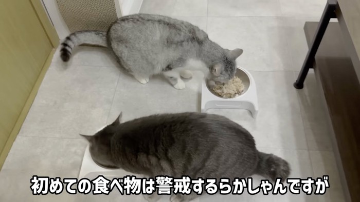 食べる猫