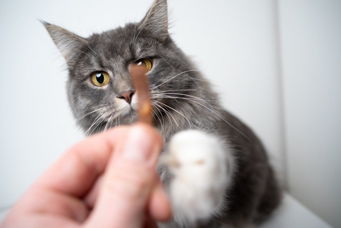 おやつを持つ人と猫