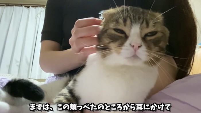 頬をなでられる猫