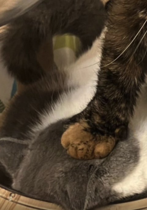 顔を踏まれている猫のアップ