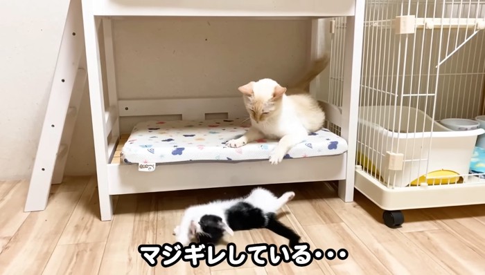 腰を抜かした子猫