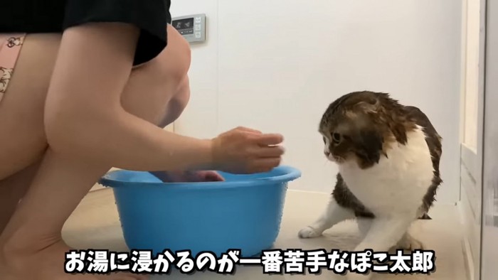 人の手を避ける猫