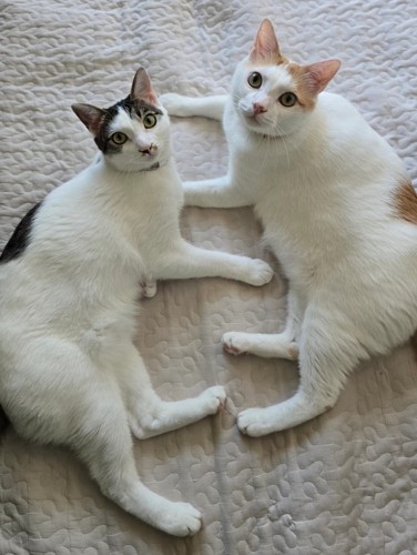 カメラ目線の2匹の猫