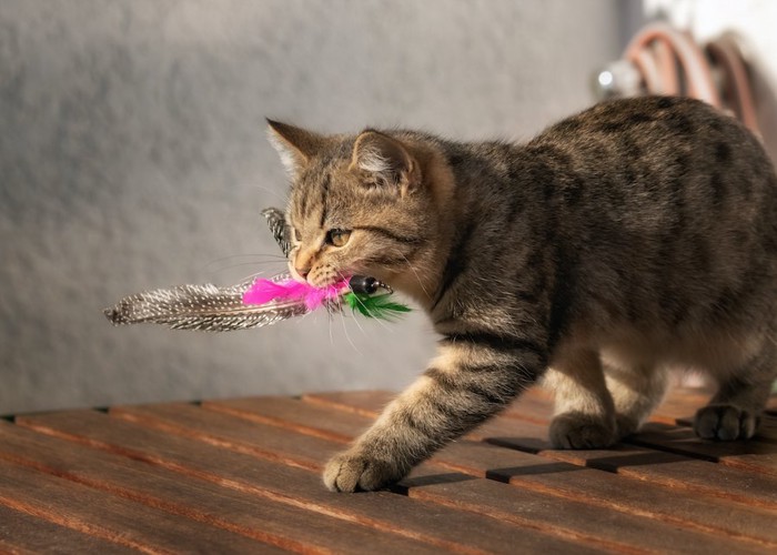 おもちゃを咥えて歩く猫