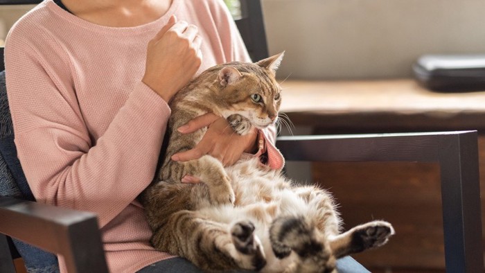 抱っこされる猫