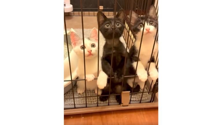 ケージの中にいた子猫たち