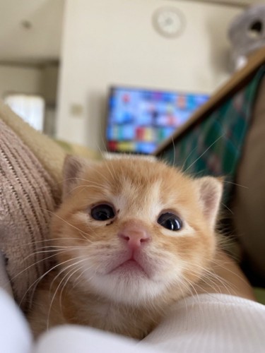 こちらを見ている子猫