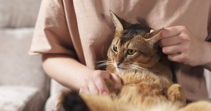 ひざに乗る猫