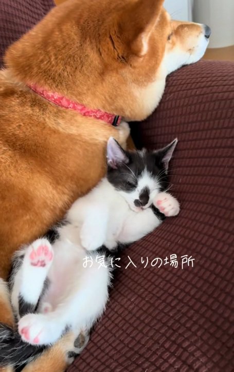 柴犬の隣で眠る子猫