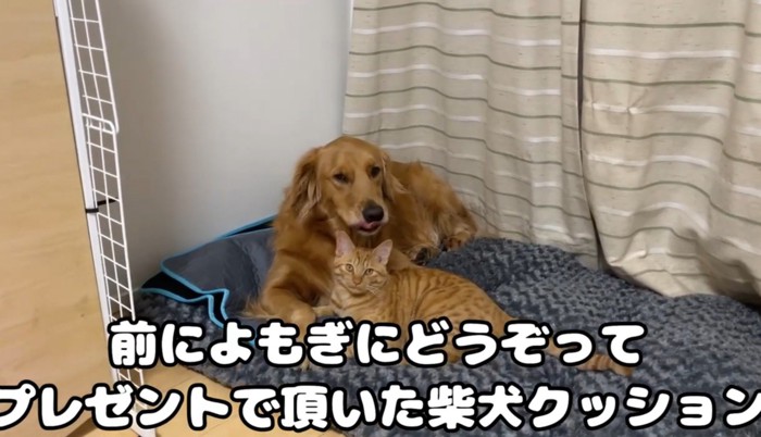 犬と猫