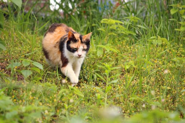 草むらを歩く猫