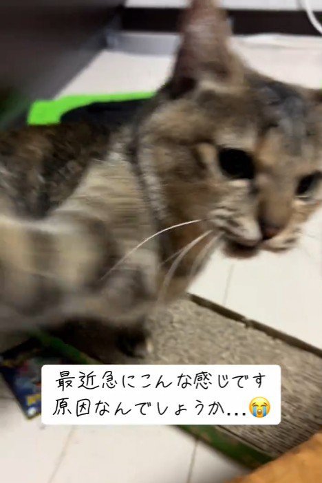 猫パンチする猫
