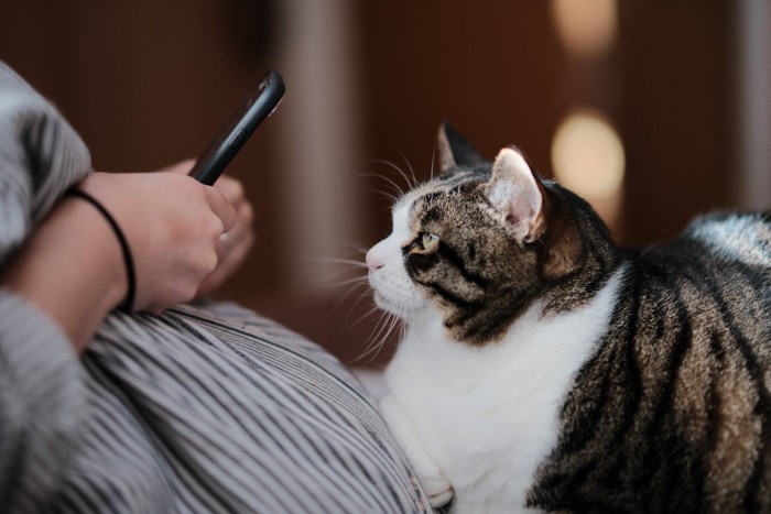 猫とスマホ