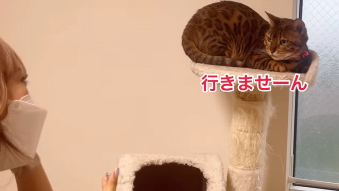 キャットタワーにいる猫