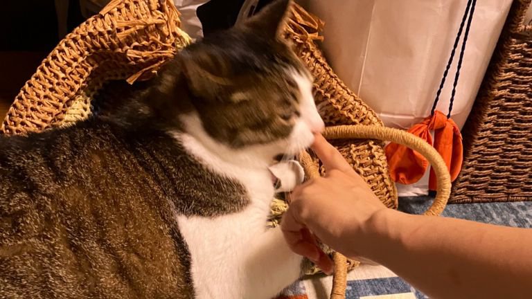 噛んでいる猫