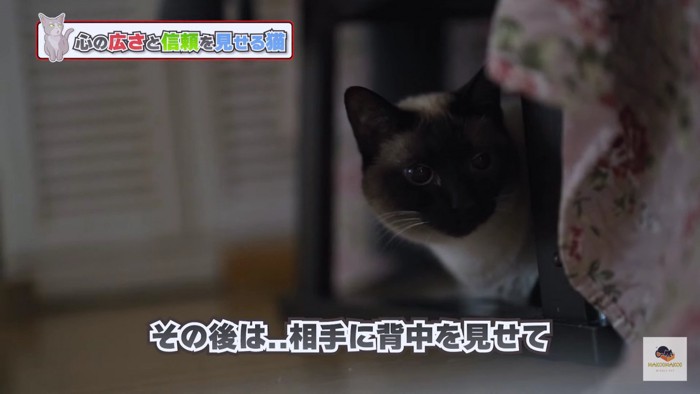 様子をうかがうシャム猫