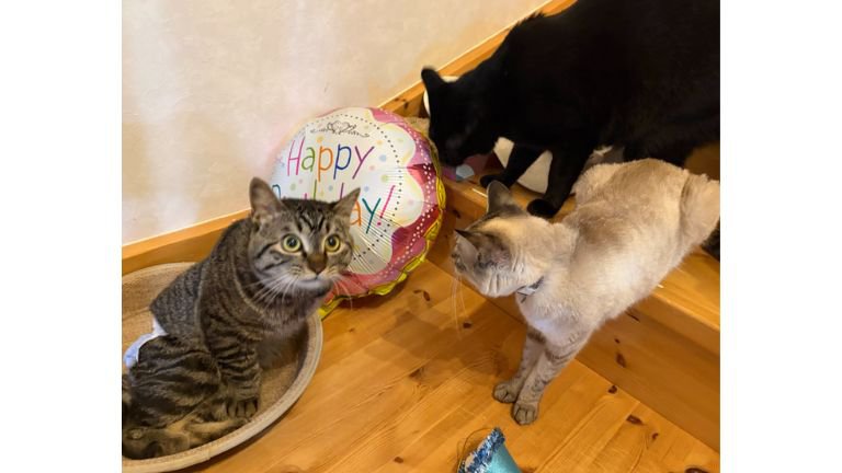 廊下にいる猫たち