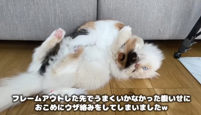 ニャンプロ