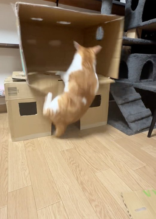 ひっくり返る猫