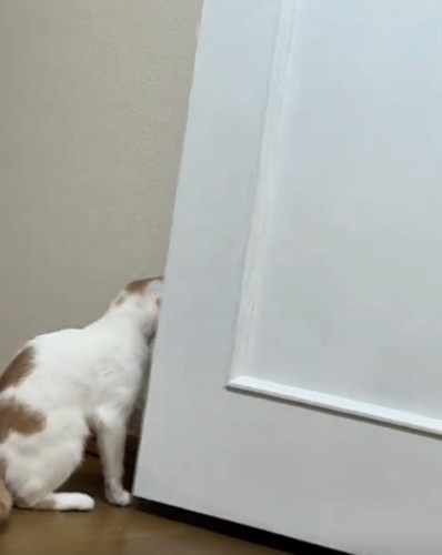 ドアの向こうを見る猫