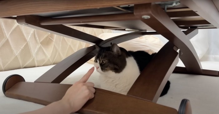 無反応な猫