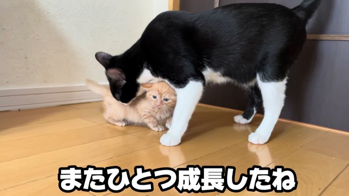 成猫に毛づくろいしてもらう子猫