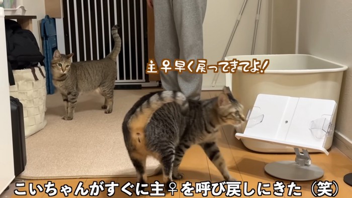 うーちゃんとこいちゃんに挟まれる飼い主さん