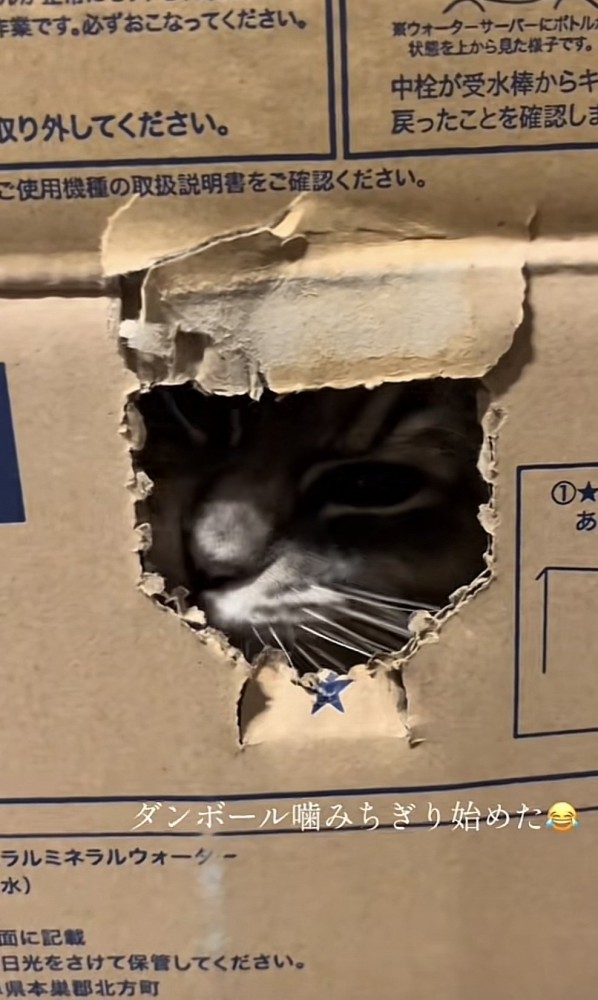 「ダンボール噛みちぎり始めた」のテロップ写真