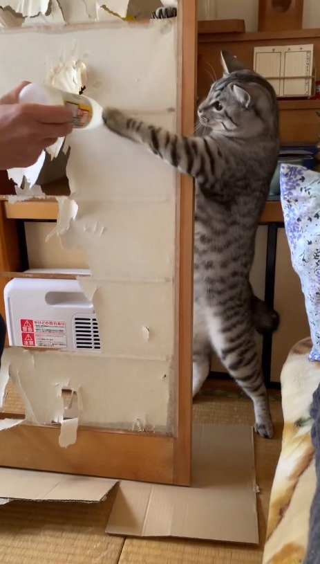 飼い主が持っているボトルに前足で触れる猫