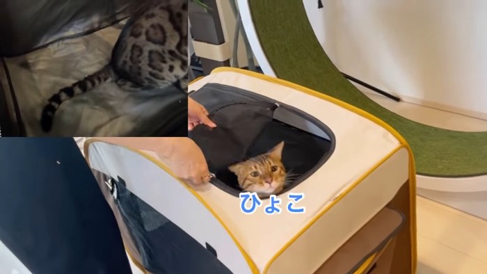 ケージから顔を出す猫