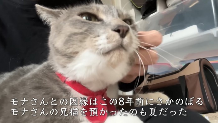 顔をなでられる猫