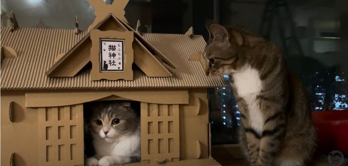 猫神社の中と外の猫