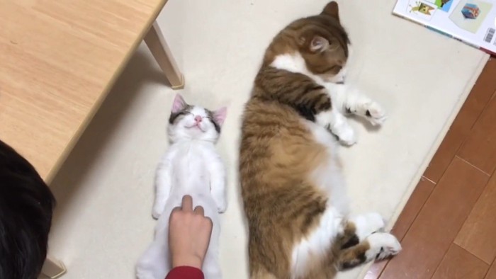 お腹タッチと毛づくろい