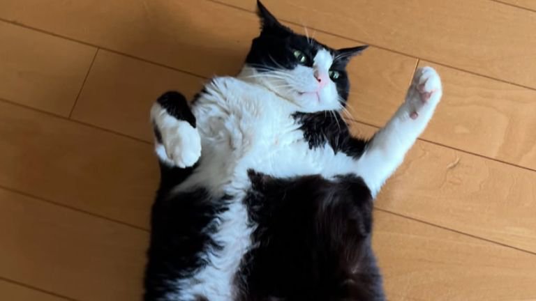 寝ころぶ猫