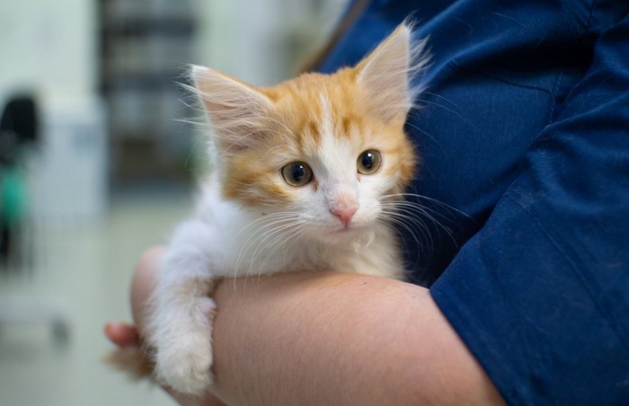 動物病院にいる猫