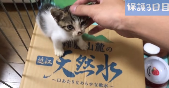 撫でられる子猫